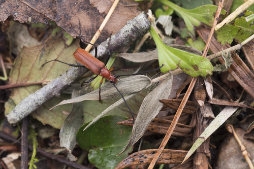 Paranaspia coccinea