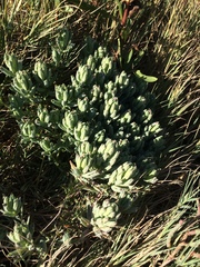 Chloropyron maritimum palustre