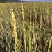 California Cordgrass - Photo (c) lilredhen, some rights reserved (CC BY-NC), uploaded by lilredhen