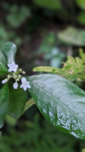Image of Ophiorrhiza pumila by (c) 許文俊, some rights reserved (CC BY-SA)