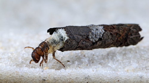 Lenarchus bicornis