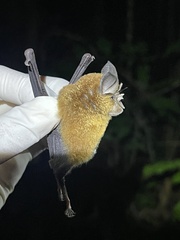 Glossy Horseshoe Bat photo 2