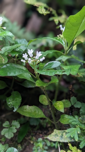 Image of Ophiorrhiza pumila by (c) 許文俊, some rights reserved (CC BY-SA)