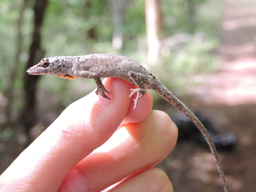 Yucatán Silky Anole