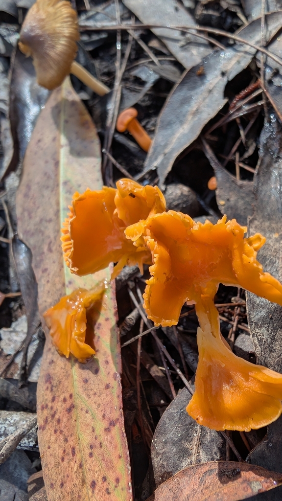 Cantharellus concinnus · April 2025 · photo: © teacay (iNaturalist, cc-by-nc)