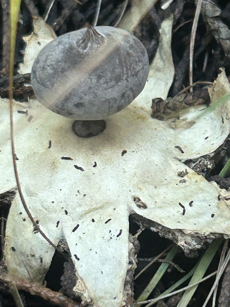 Geastrum tenuipes · April 2025 · photo: © danrob (iNaturalist, cc-by)