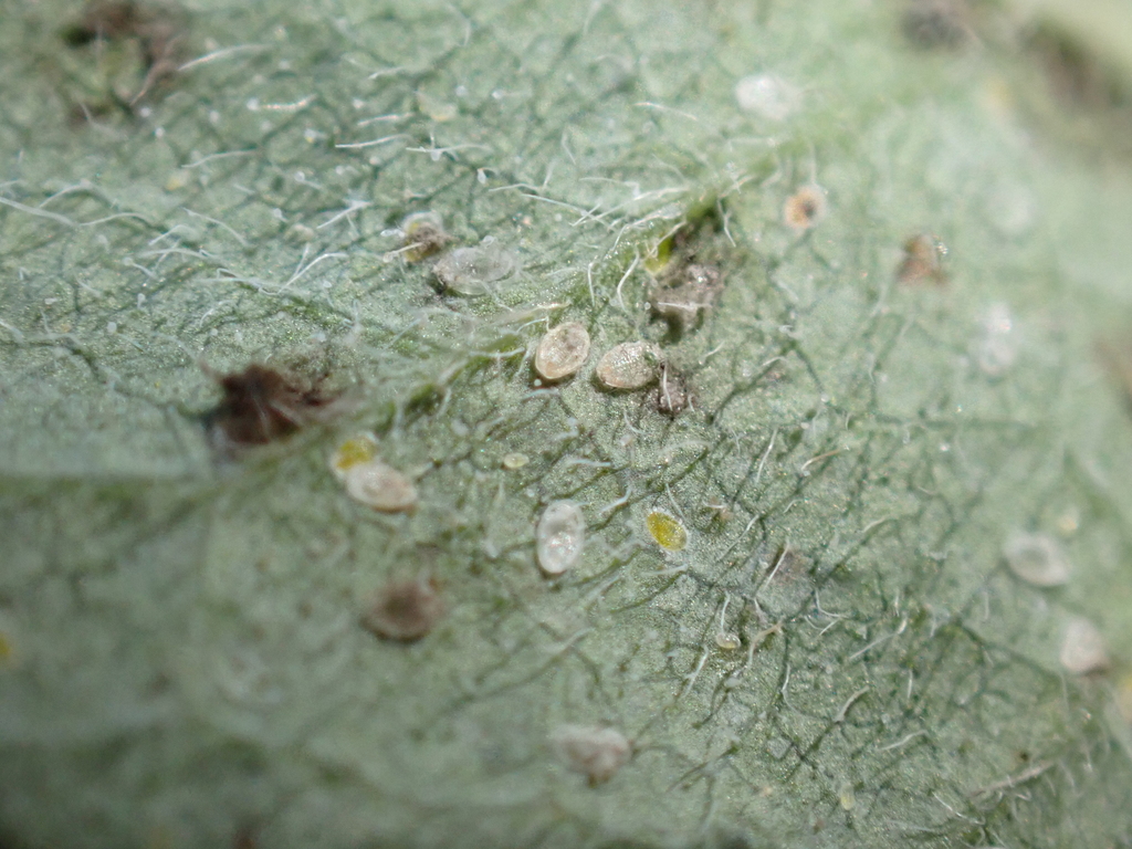 Azalea Whitefly