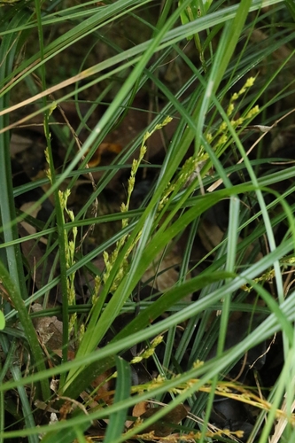 Lesser Sedge (Carex cryptostachys)