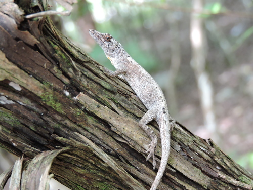 Yucatán Silky Anole
