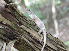 Anolis ustus
