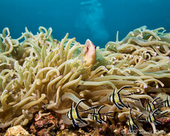 Amphiprion perideraion