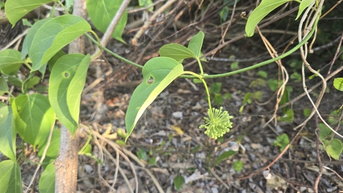 Image of Stephanotis volubilis by (c) 黃其君, some rights reserved (CC BY)