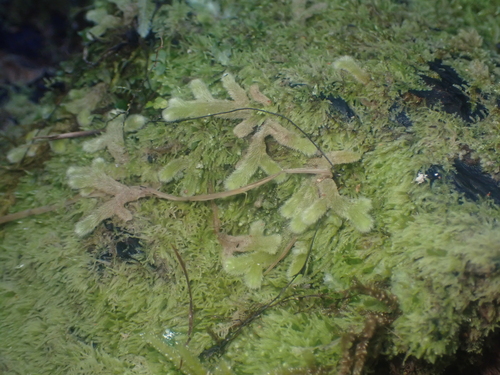 Image of Leiomitra lanata by (c) Paul Bell-Butler, some rights reserved (CC BY)