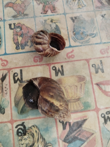 African Giant Snail