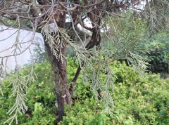 Cupressus pendula