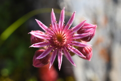 Sempervivum caucasicum
