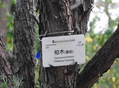 Cupressus pendula