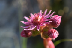 Sempervivum caucasicum