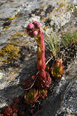 Sempervivum caucasicum