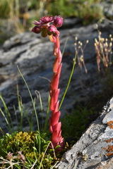 Sempervivum caucasicum