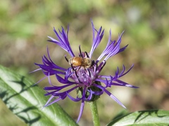 Apis mellifera