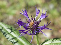Apis mellifera