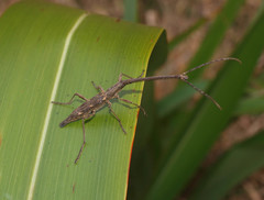 Lasiorhynchus barbicornis