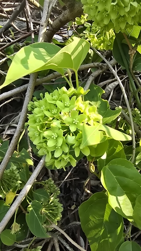 Image of Stephanotis volubilis by (c) 黃其君, some rights reserved (CC BY)