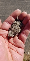 Phrynosoma douglasii