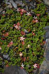 Phedimus stevenianus