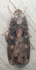 Actebia fennica