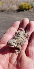 Phrynosoma douglasii