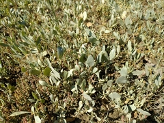 Atriplex verrucifera