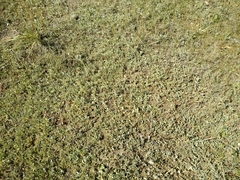 Atriplex verrucifera