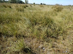 Leymus racemosus