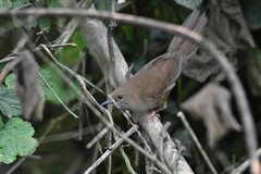 Sichuan Bush Warbler photo 4