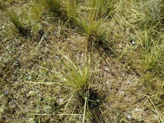 Leymus racemosus