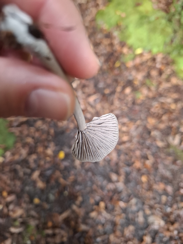 Entoloma canoconicum · April 2025 · photo: © armillariabianca (iNaturalist, cc0)