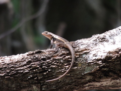 Sceloporus chrysostictus