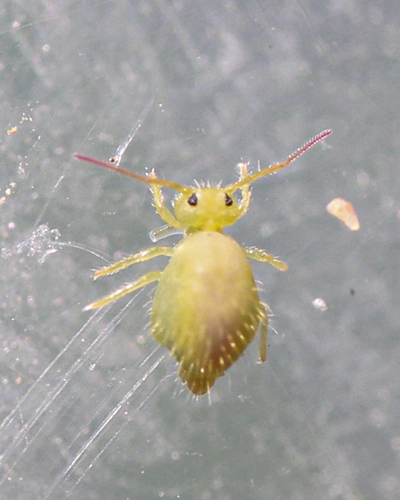 Lucerneflea, photo 5 of 10
