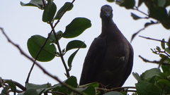 Patagioenas subvinacea