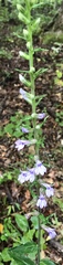 Lobelia spicata