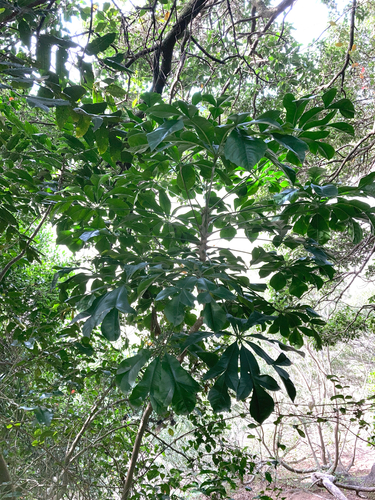 Cussonia zuluensis Strey