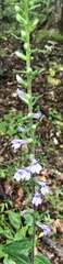 Lobelia spicata