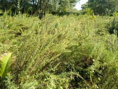 Artemisia abrotanum
