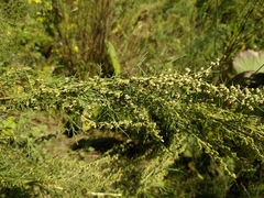 Artemisia abrotanum