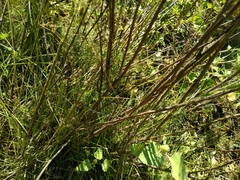 Artemisia abrotanum