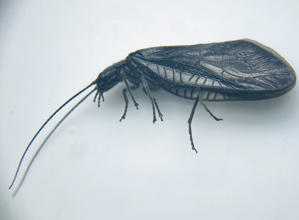 Sialis japonica