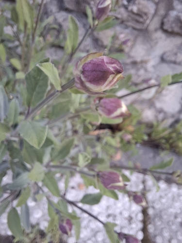 Image of Salvia officinalis by (c) Bee Together, some rights reserved (CC BY)