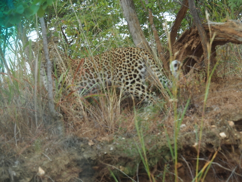 African Leopard